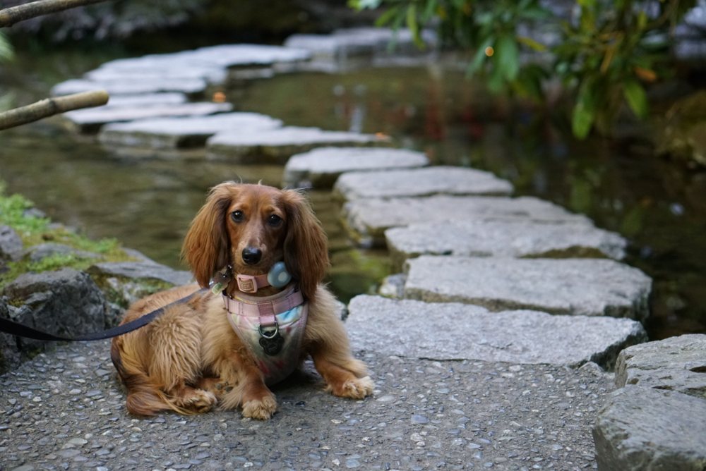 Carlos's dog on a stone path